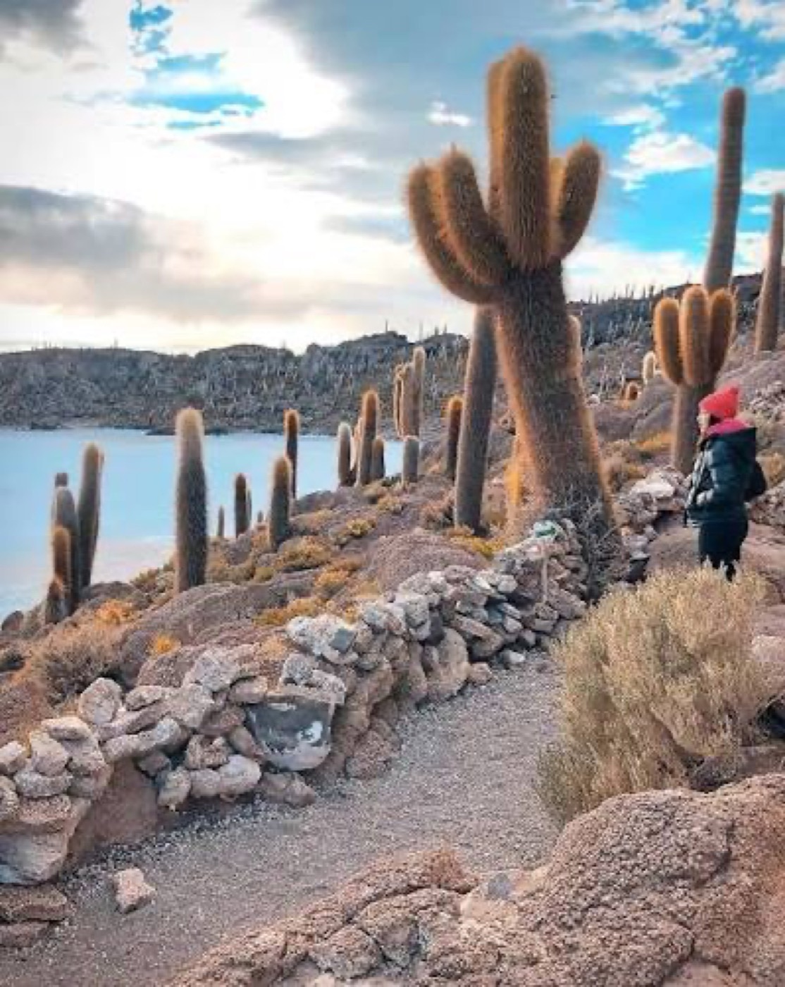 Cactus gigantes de la Isla Incahuasi